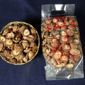 香菇-鈕扣菇4號