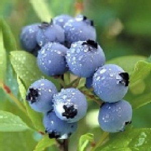 加州奧勒岡空運藍莓(每小盒170g)