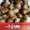 文蛤(一台斤)