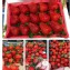 🍓草莓4號