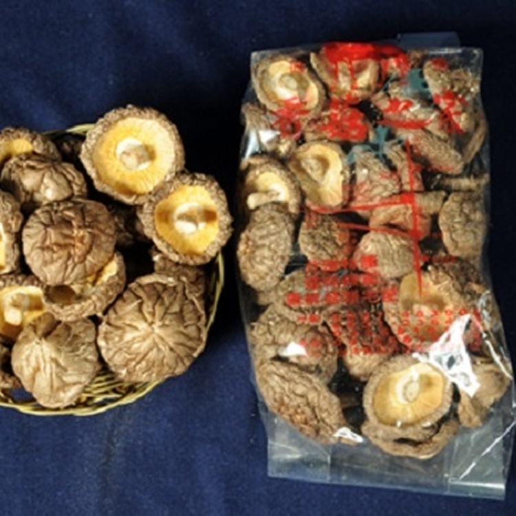 香菇-大中菇2號