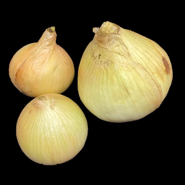 有機洋蔥
