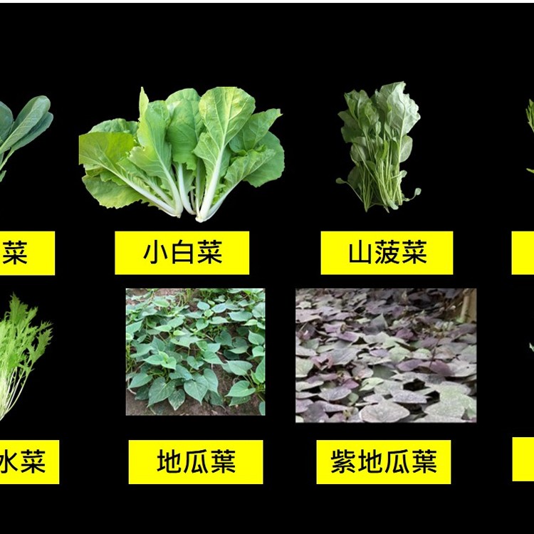 蔬菜組合包(每組3 包菜)-請在備註留下想要的蔬菜