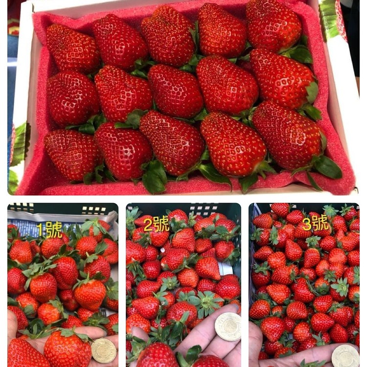 🍓草莓2號