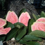 買一送一 10+10台斤