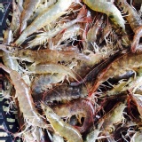 食為天 現撈鮮白蝦 1斤入 特價：$180