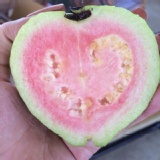 纖入為主 紅心芭樂 特價：$90