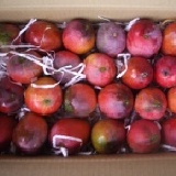 優選愛文芒果 每箱約23粒 10斤300元 優惠合購滿4箱免運費