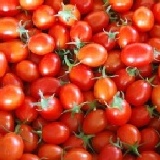 台南學甲~金葉蕃茄園 特價：$300