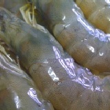 冷凍♭鹽白蝦 ░15-18尾(保證無毒)***