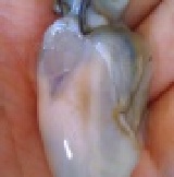 無漂白♭鮮蚵 ░內有清洗方法(包裝為不含碎殼.雜質重)