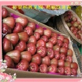 和興果園~黑珍珠蓮霧試吃 11月預購試吃促銷方案