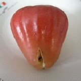 賓士蓮霧來了!!超值優惠價!只要正品3分之ㄧ的價錢! 限定賓士蓮霧~每日限量品~需配合商家出貨時間者再下訂