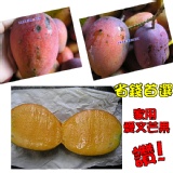 家用一般芒果 15-28顆入~試吃專用~3箱寄同一地址免運1~2箱須加100元運費~6/1陸續出貨~無法指定到貨日