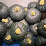 🎃貝貝南瓜🎃 一袋