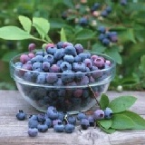 藍莓