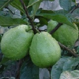 燕巢真珠芭樂 優惠價 8粒100元 特價：$13