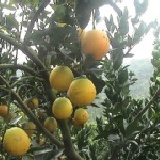 古坑柳丁 特價：$1