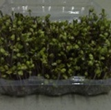 紫莖蘿蔔芽 特價：$50