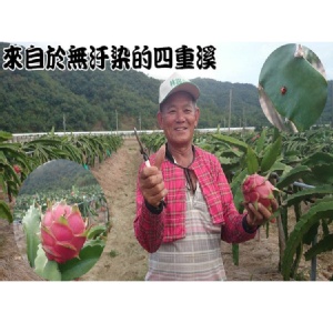 预购 八月中出货 【红龙果】产地直销 批发价 十