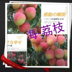 玉荷包450/盒/5斤