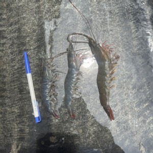 冷凍白蝦（中）一斤