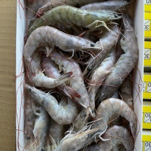 《台灣白蝦》 重量：800g 約35-42隻