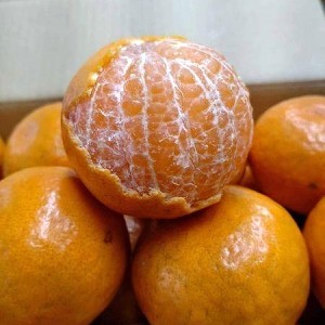 日本蜜柑 日本蜜柑(台灣種植) 1斤600克