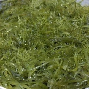 宜蘭野生海菜「鹿角海菜」 ：300克/盒