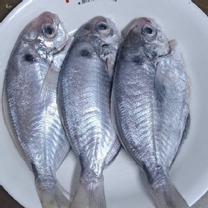 🐟台灣野生 肉鯽仔（肉魚）