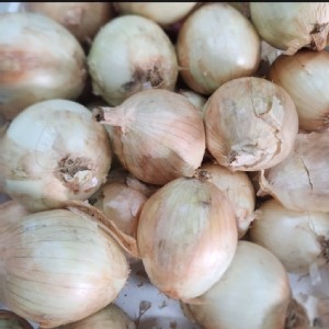 恆春嗆辣洋蔥每袋3台斤（+-5%）（約5～7顆 ）