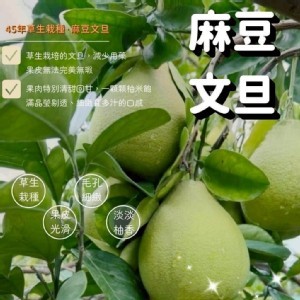 老欉文旦十斤禮盒