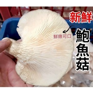 新鮮鮑魚菇🍄 600g