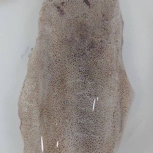 菲律賓軟絲：200/300克