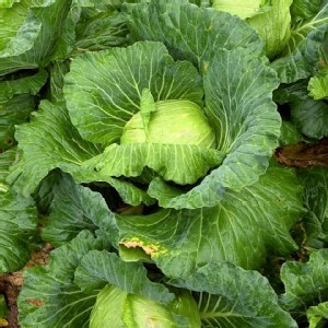 高山大初秋高麗菜約1.6～2kg（+-10%）