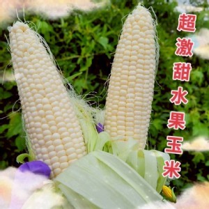 🌽超激甜白龍王水果玉米每袋1.4～1.5kg(+-10%) （約3～5穗／以重