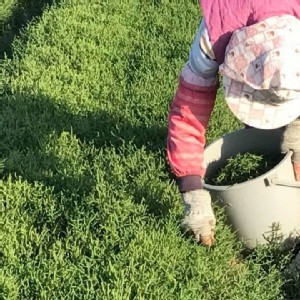 埔里海蘆筍🥗（2盒一組）