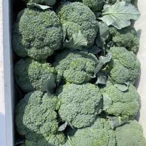 路竹特產青花菜2顆