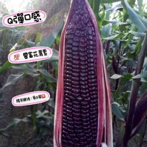 黑寶甜玉米