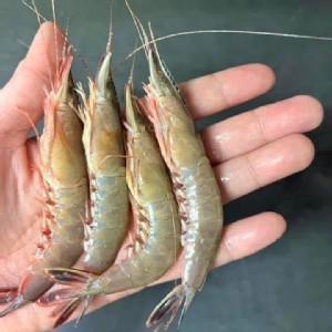 澎湖劍蝦仁（已去腸泥）100g