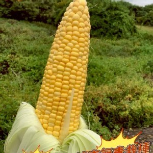 超甜9號金黃甜玉米