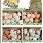 烏骨雞蛋3斤/盒