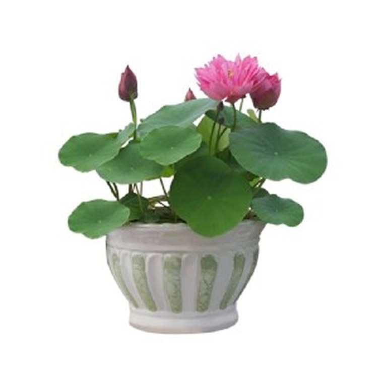 四季荷花碗蓮種子50顆