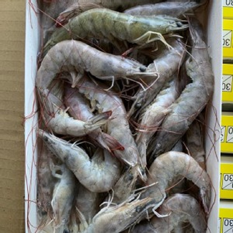 《台灣白蝦》 重量：800g 約35-42隻