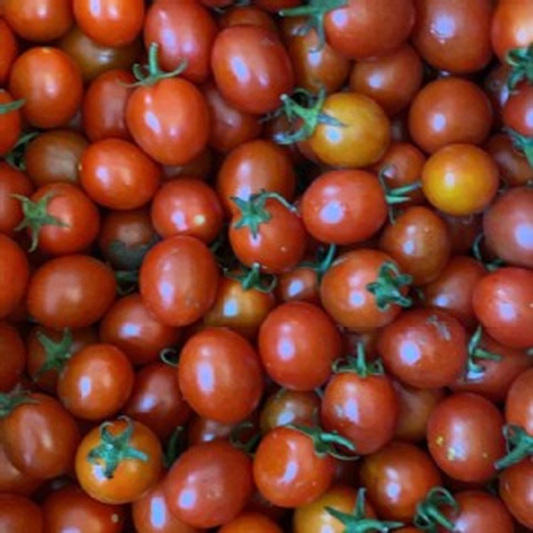 台灣美女小番茄600克/盒🍅（2盒一組）