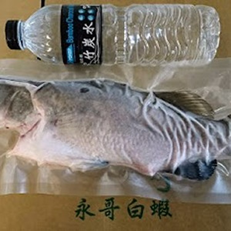 金目鱸魚( 尾)三去處理
