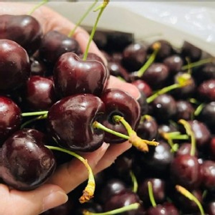 🍒美國空運櫻桃（珊瑚櫻桃） 🍒（500克）