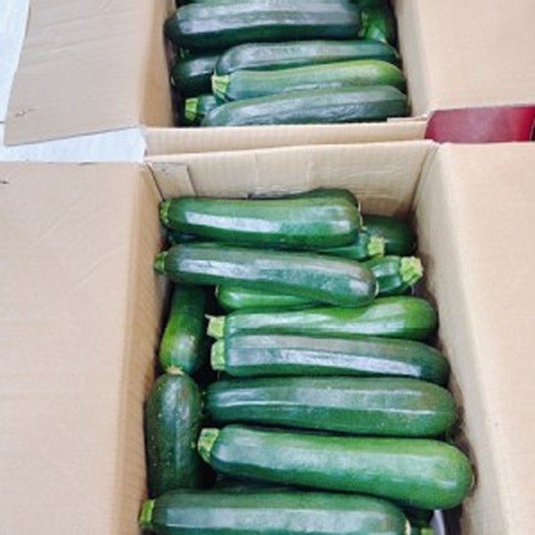 高山無毒栽種綠櫛瓜一包一公斤