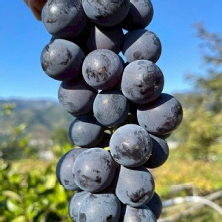 【卓蘭巨峰葡萄】（3包一組）