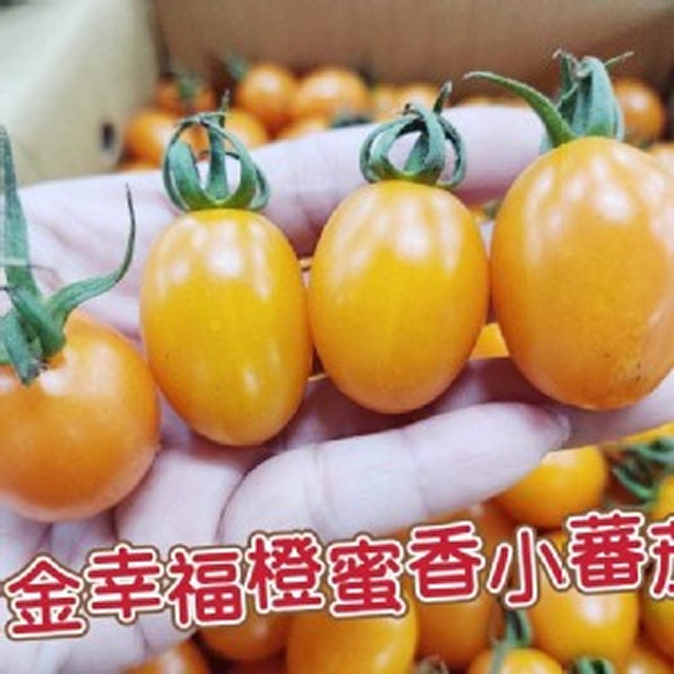 金幸福橙蜜香小番茄600g